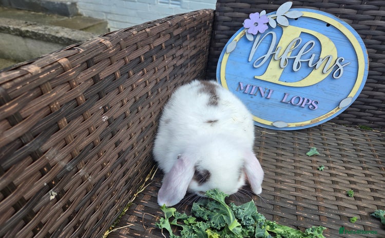 Mini Lion Lop rabbits - Advert 2
