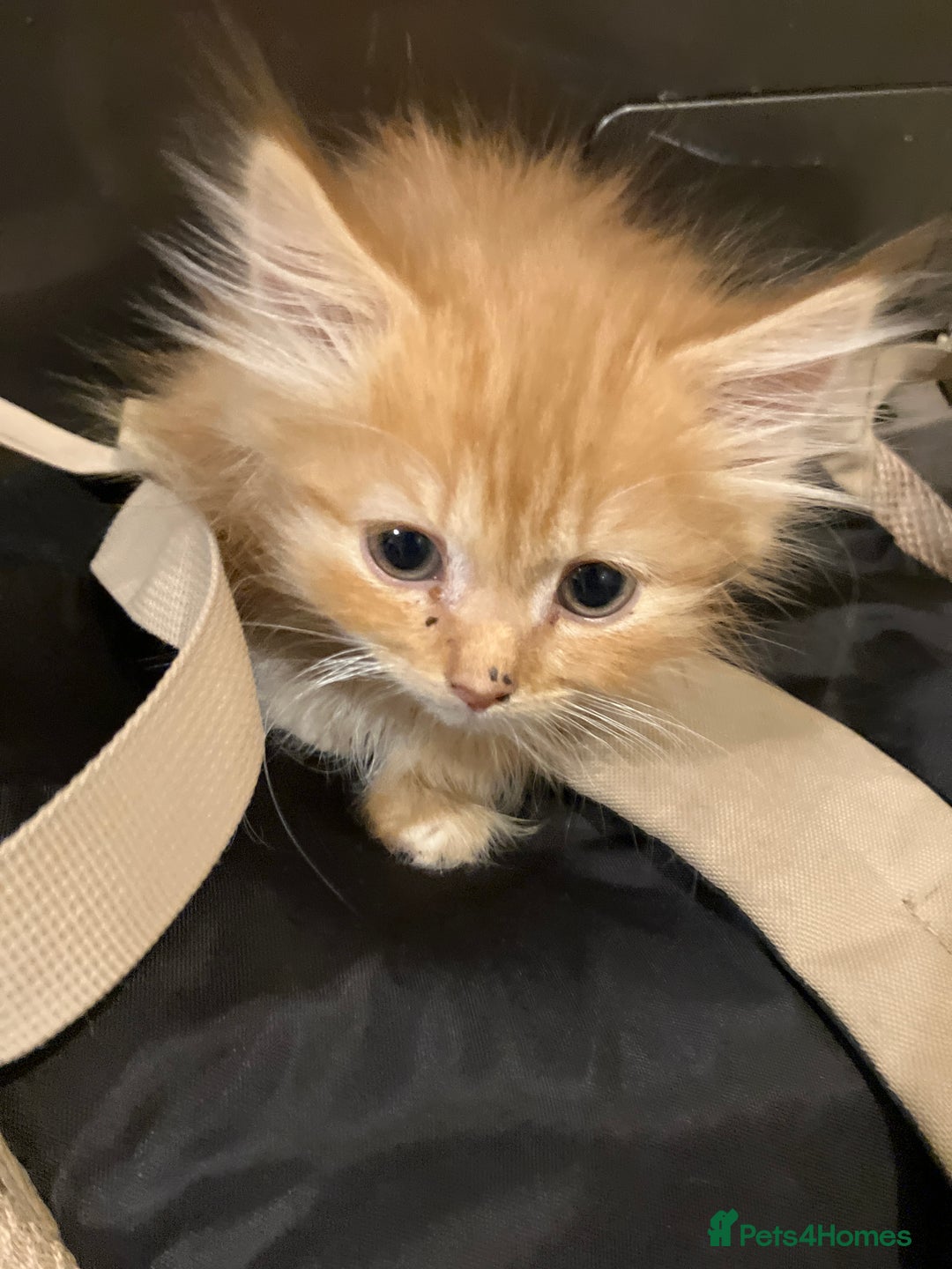 Mixed Breed cats for sale: Balls of fluff Ready for new home - Advert 1