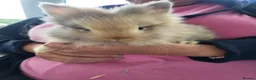 Lionhead rabbits for sale: 3 beautiful male lionhead rabbits  - Advert 1