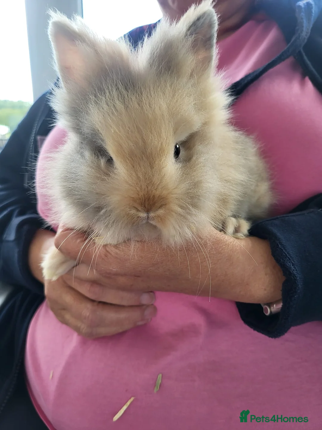 Lionhead rabbits for sale: 3 beautiful male lionhead rabbits  - Advert 1
