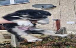 Mixed Breed dogs for sale: Husky x Malamute\English Bulldog - Image 3