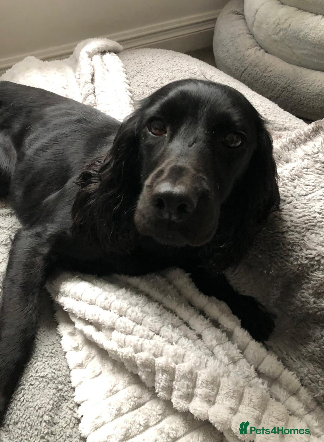 Cocker Spaniel dogs for sale: Cocker Spaniel puppies for sale - Advert 3