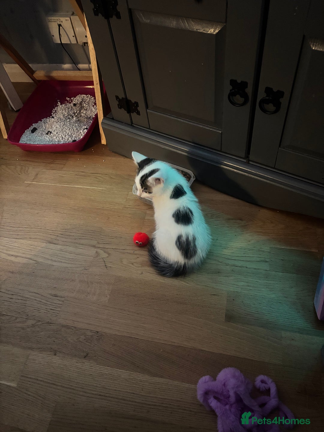 British Shorthair cats for sale: Kittens - Advert 9