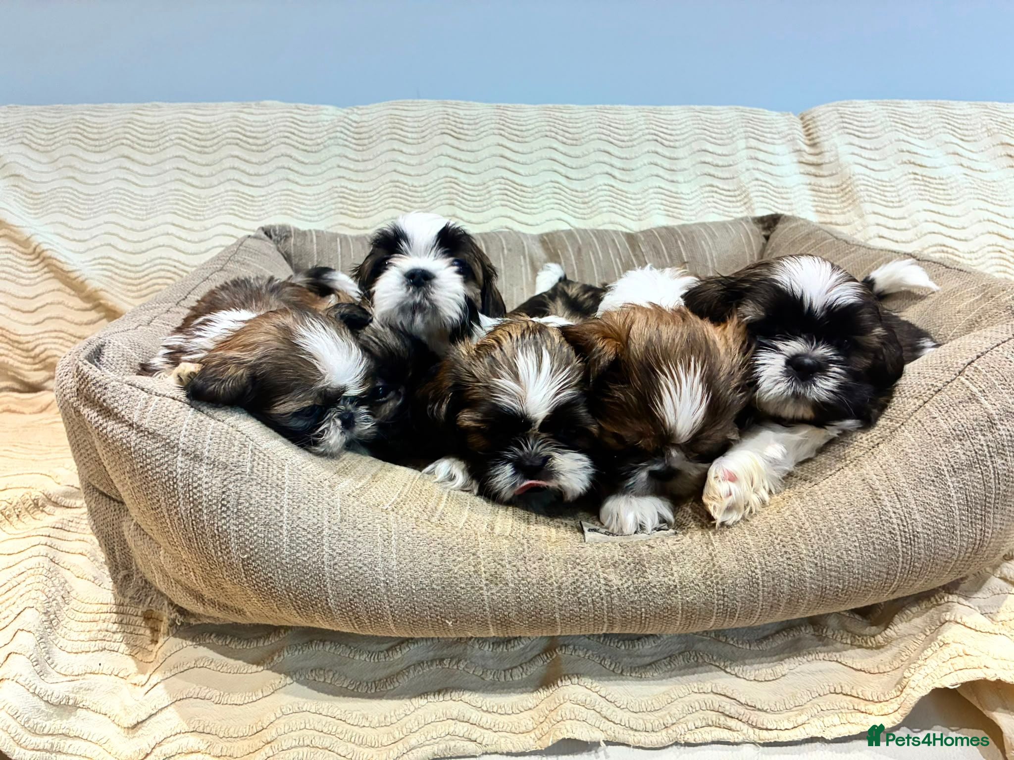 Shih Tzu dogs Shih Tzu puppies for sale - Advert 1