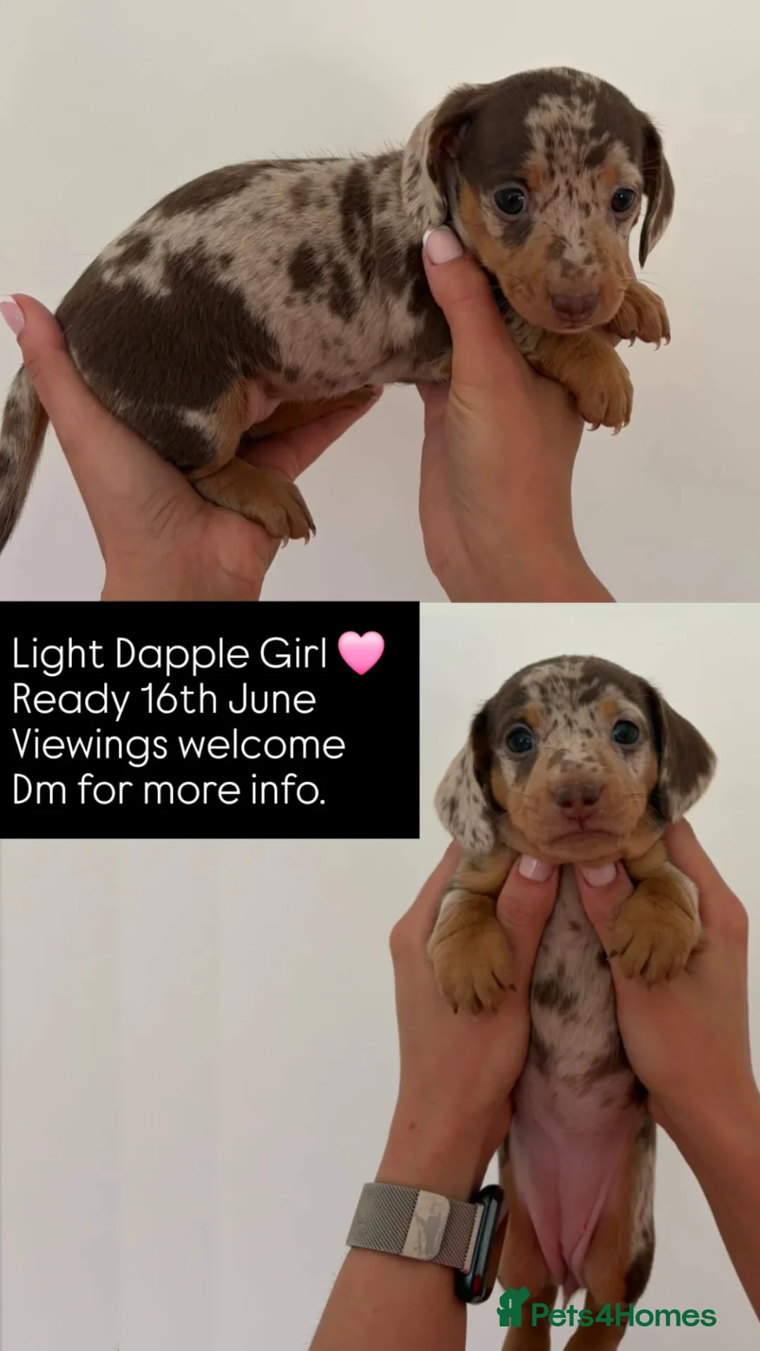 Miniature Dachshund dogs for sale: Adorable Miniature Dachshund Pups. in Deal - Advert 1