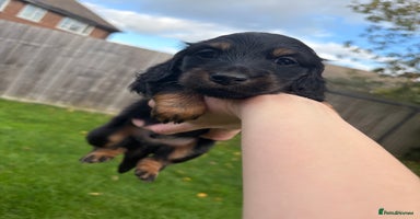 Miniature Dachshund dogs Last KC reg mini longhaired boy available  - Advert 13
