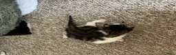 Mixed Breed cats for sale: Cute kittens - Advert 8