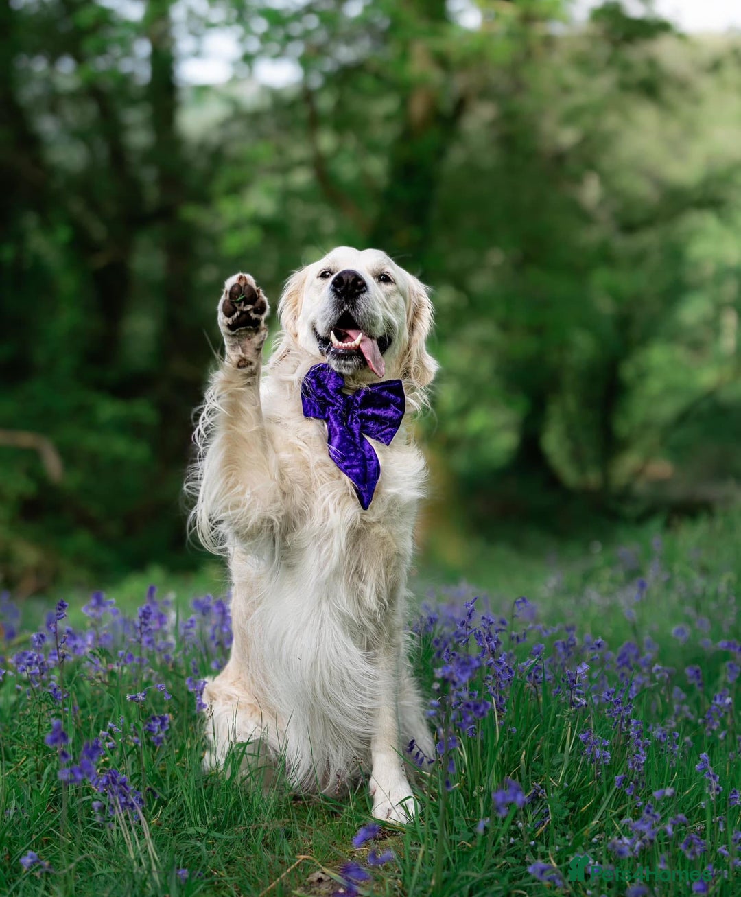 Golden Retriever dogs for stud: Fully health tested therapy dog  - Image 40