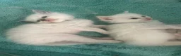 Ragdoll cats for sale: Beautiful ragdolls - Advert 9
