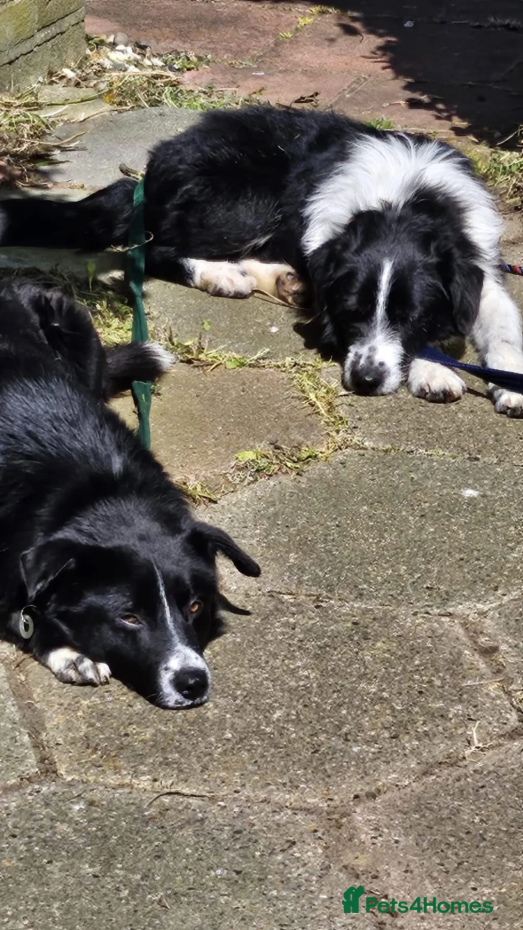 Mixed Breed dogs for adoption: Arthur - Long stratton  - Advert 10