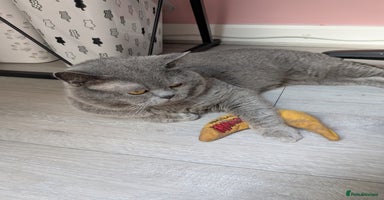 British Shorthair cats - Advert 15