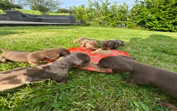 Miniature Dachshund dogs for sale: Beautiful Miniature chocolate & Dapple Puppies - Image 7