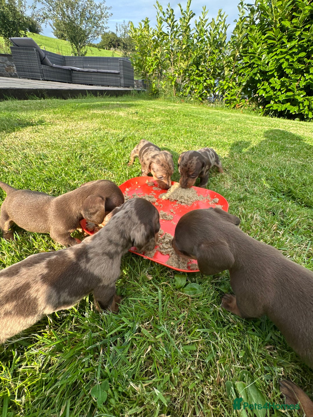 Miniature Dachshund dogs for sale: Beautiful Miniature chocolate & Dapple Puppies - Image 7