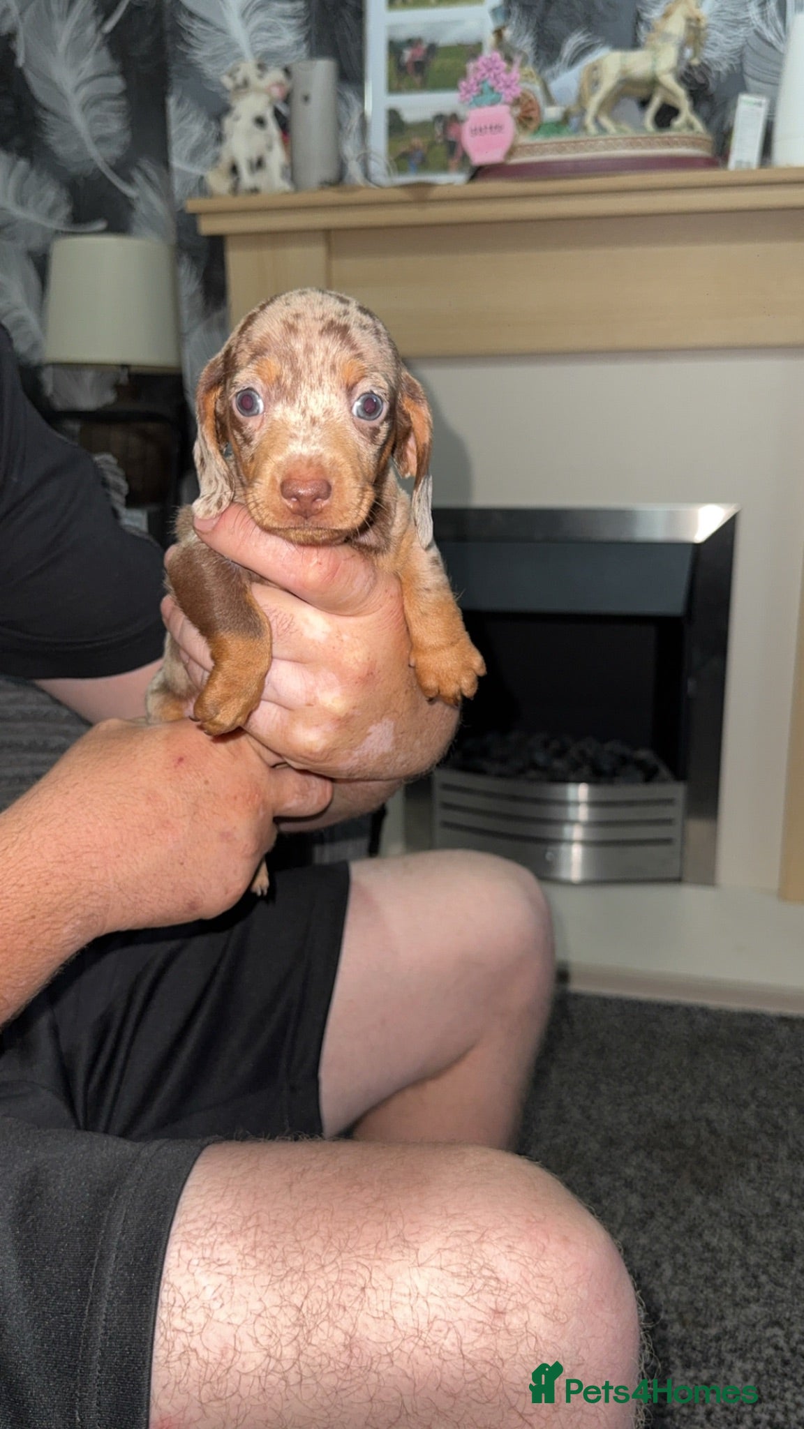Miniature Dachshund dogs Ready to leave miniature dachshund pups - Advert 1