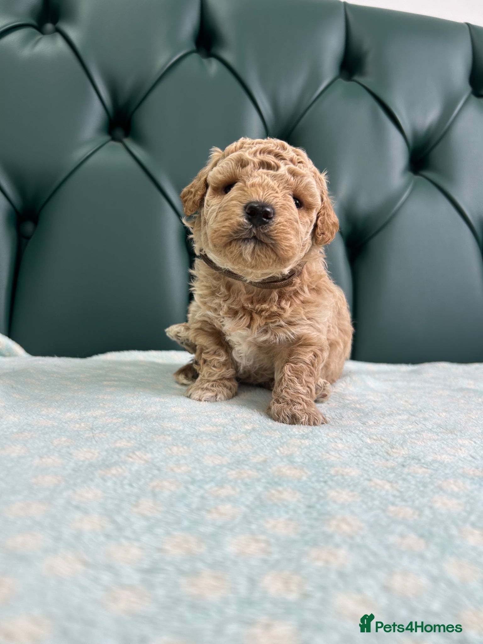 Poochon dogs for sale: 5⭐️ Licensed. Health tested Poochons - Advert 2