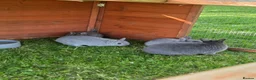 Netherland Dwarf rabbits for sale: Purebred Netherland Dwarf - Advert 6