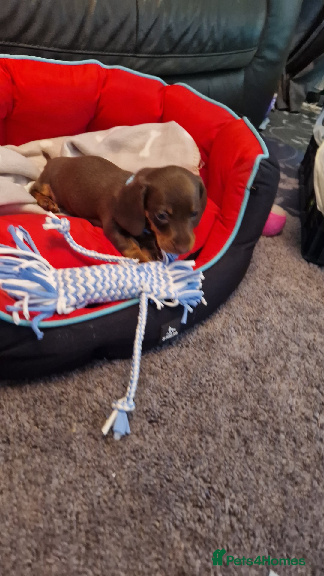 Miniature Dachshund dogs for sale: 1 beautiful kc puppy left ready 25/12/25 - Advert 17