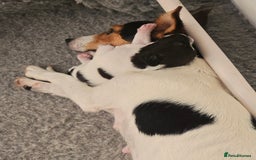 Jack Russell dogs for sale: 2 boys & 1 girl left, Ready & available from today - Image 20