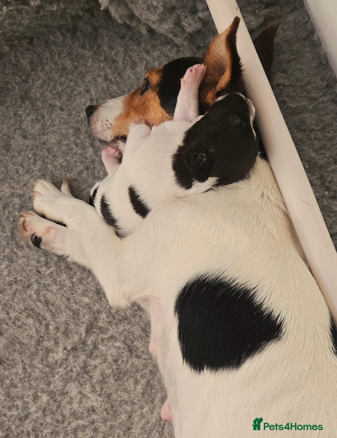 Jack Russell dogs for sale: 2 boys & 1 girl left, Ready & available from today - Image 20