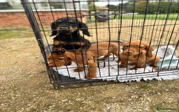 Cocker Spaniel dogs for sale: Working cocker spaniel - champion bloodlines  - Image 19