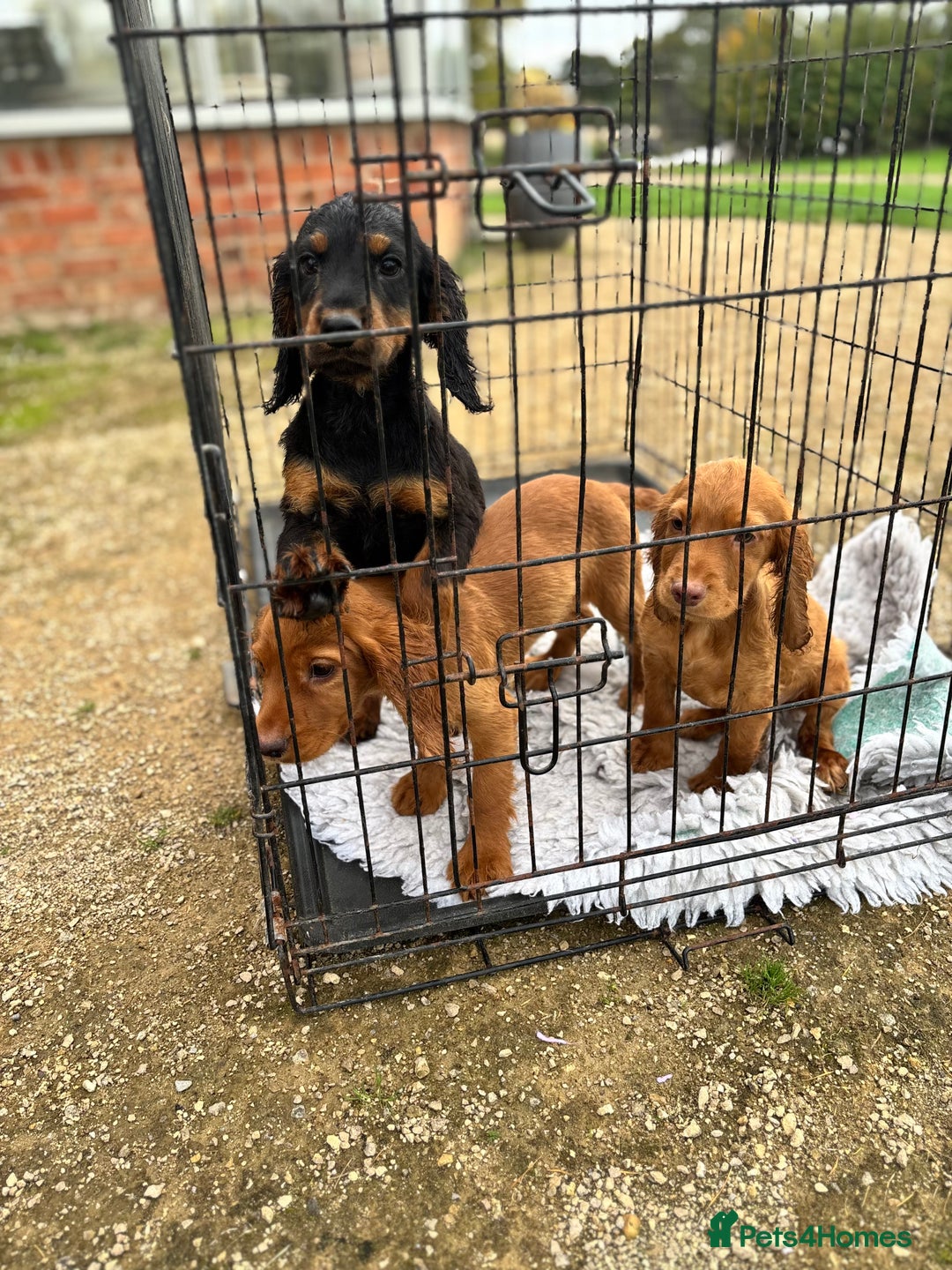 Cocker Spaniel dogs for sale: Working cocker spaniel - champion bloodlines  - Image 19