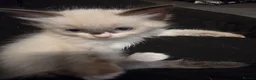 Ragdoll cats for sale: 🩵 6 Beautiful pure ragdolls 🩷 - Advert 20