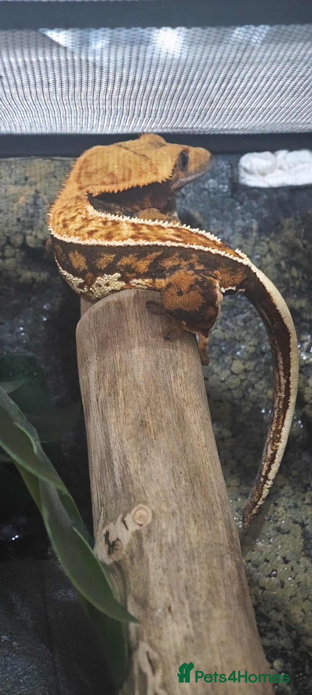 Gecko reptiles for sale: 2y old crested gecko with exoterra  - Advert 4