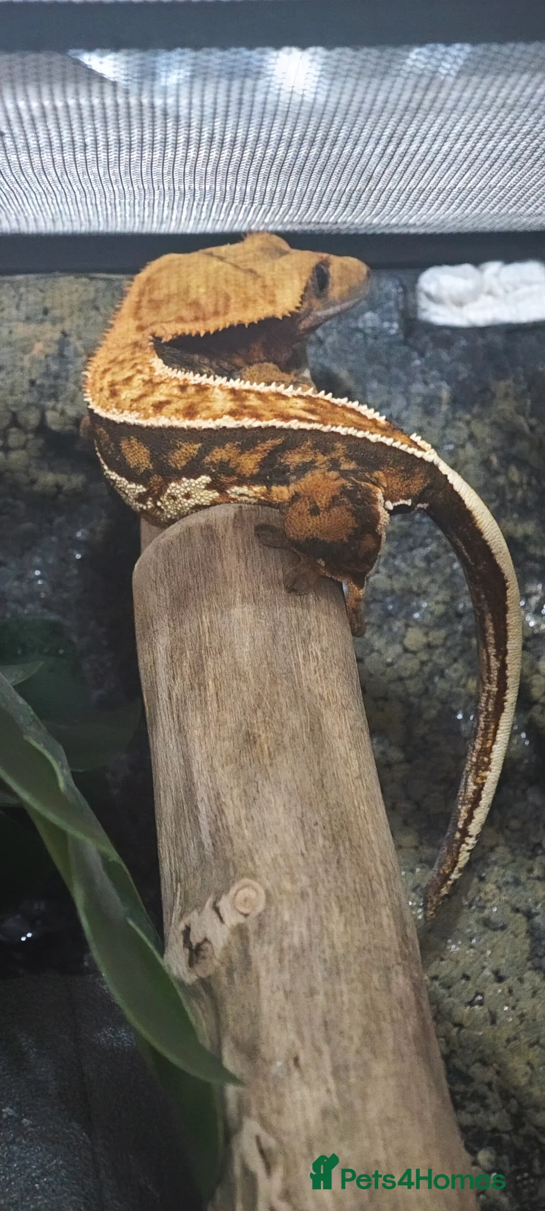 Gecko reptiles for sale: 2y old crested gecko with exoterra  - Advert 4