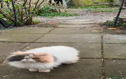Persian cats for sale: Catss - Image 3