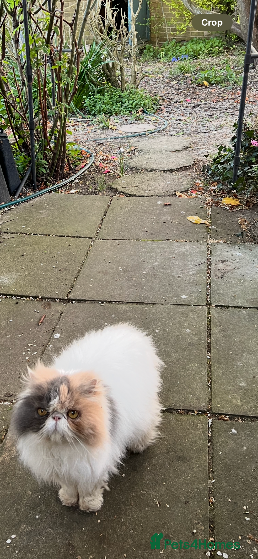 Persian cats for sale: Catss - Image 3
