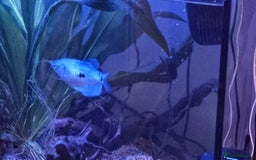 Gouramis fish for sale: 2 x 3 spotted gourami  - Image 1