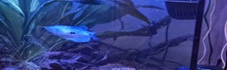 Gouramis fish for sale: 2 x 3 spotted gourami  - Advert 1