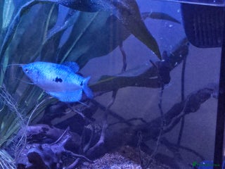 Gouramis fish for sale - Advert 1