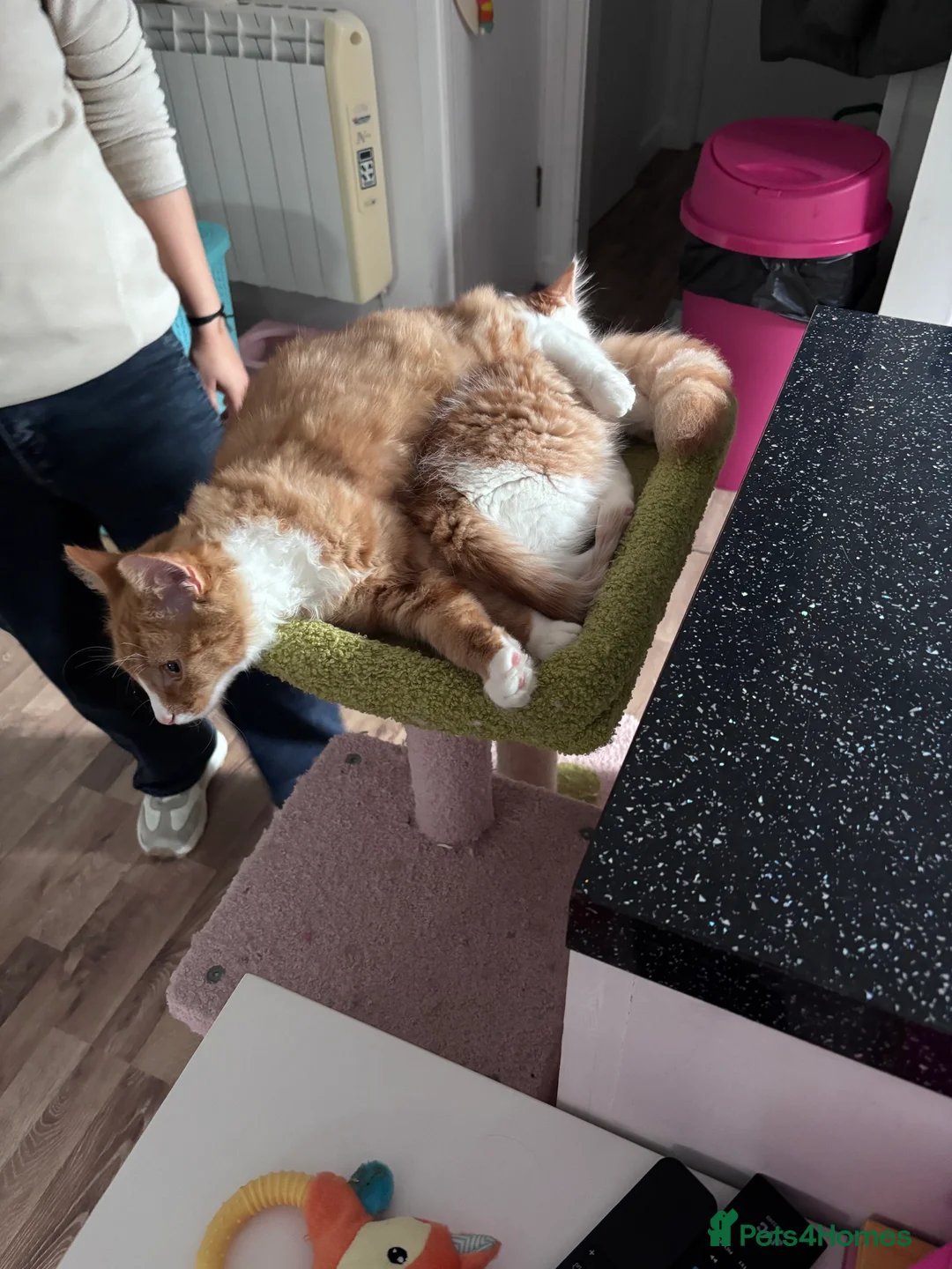 Domestic Shorthair cats for sale: Ginger & White Male Kitten - last of litter  - Advert 12