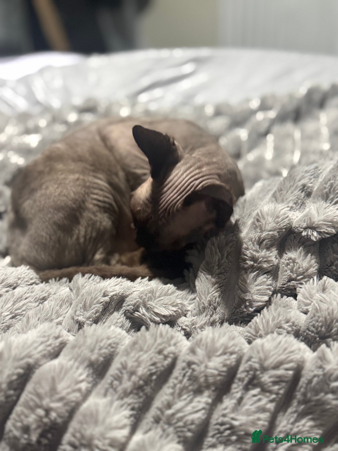 Sphynx cats for sale: 🐾 Sphynx Kitten for Sale 🐾 - Advert 3