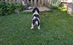 English Springer Spaniel dogs for sale: Lovely chunky B&W springer spaniel dog pups - Image 2