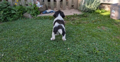 English Springer Spaniel dogs - Advert 6