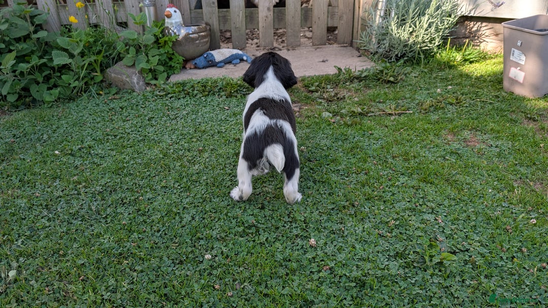 English Springer Spaniel dogs for sale: Lovely chunky B&W springer spaniel dog pups - Image 2