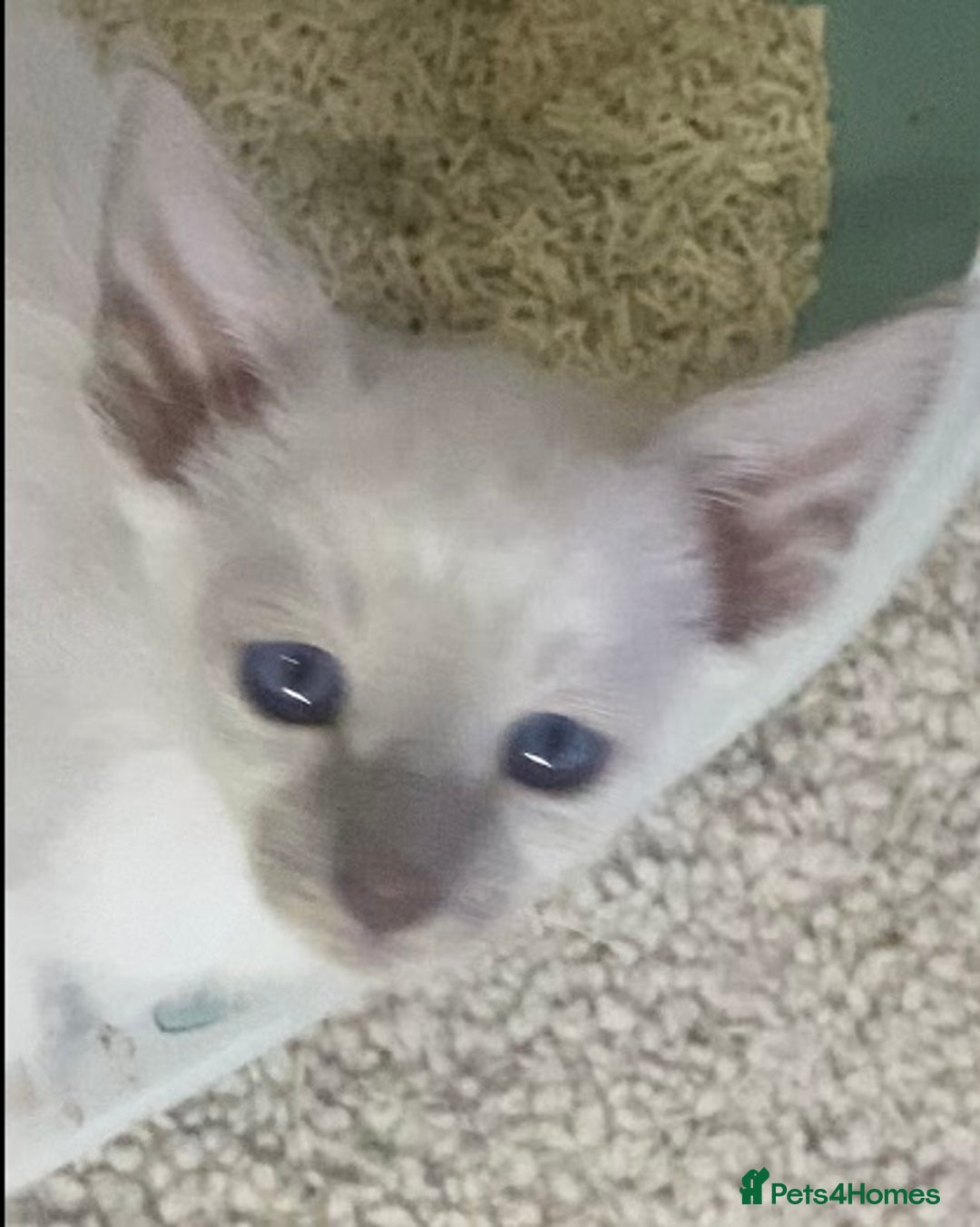 Mixed Breed cats for sale: Oriental/ Siamese  - Advert 12
