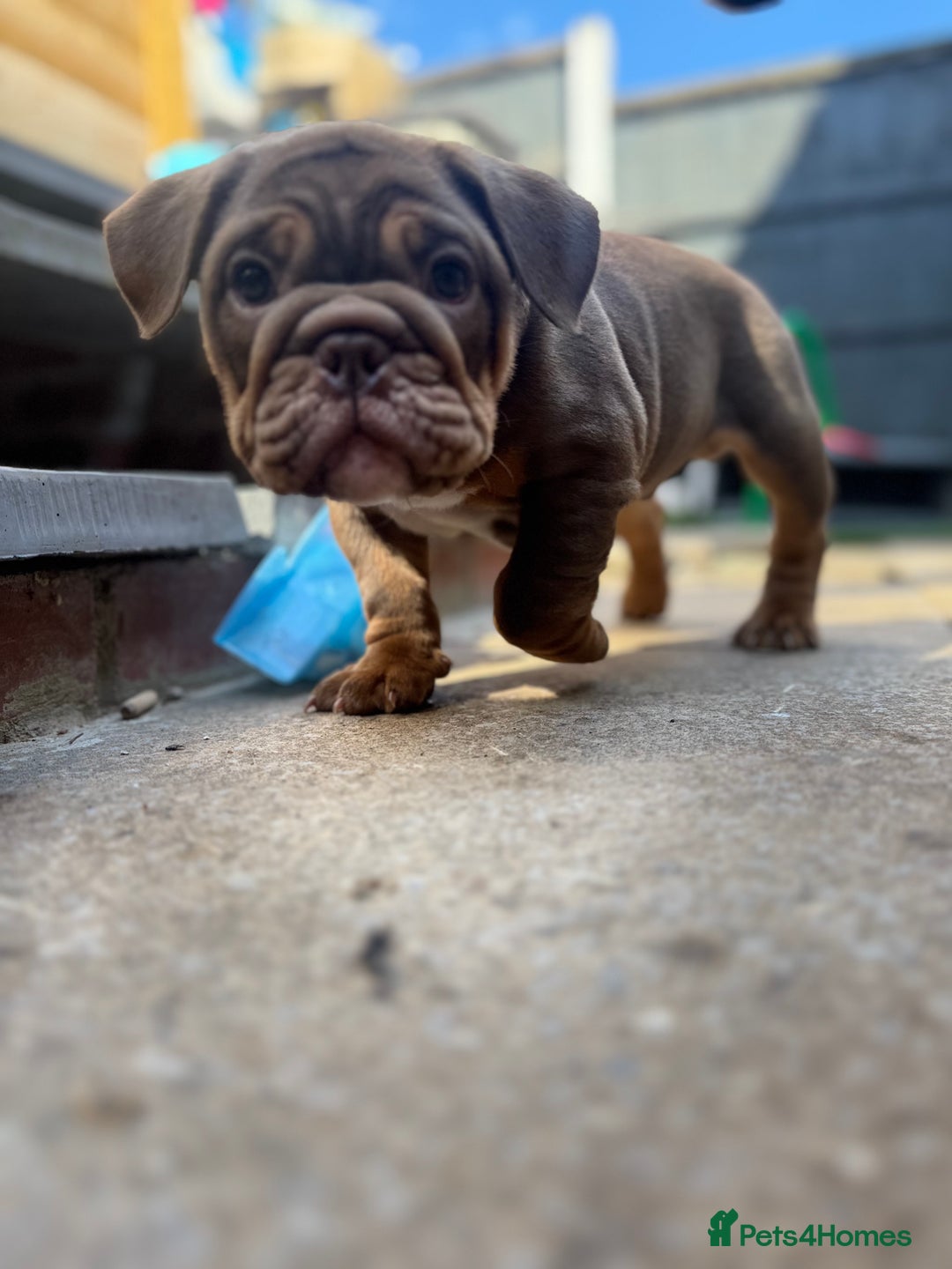 English Bulldog dogs for sale: English bulldog chocolate tri boy with Merle genes - Image 7