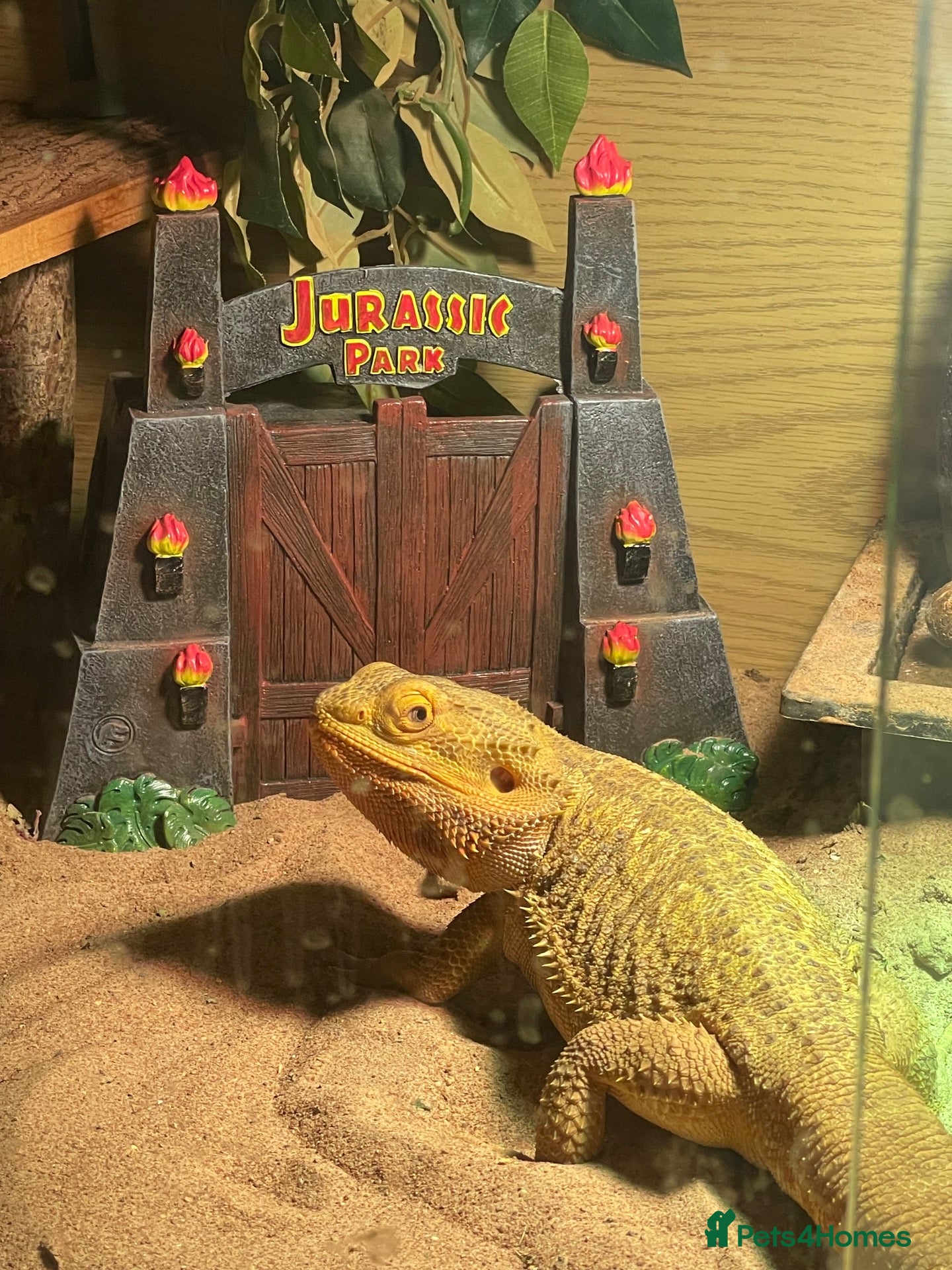 Bearded Dragon reptiles Bearded Dragon & Full Setup - Advert 1