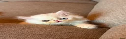 Persian cats for sale: Odd eyed male kitten  - Advert 14