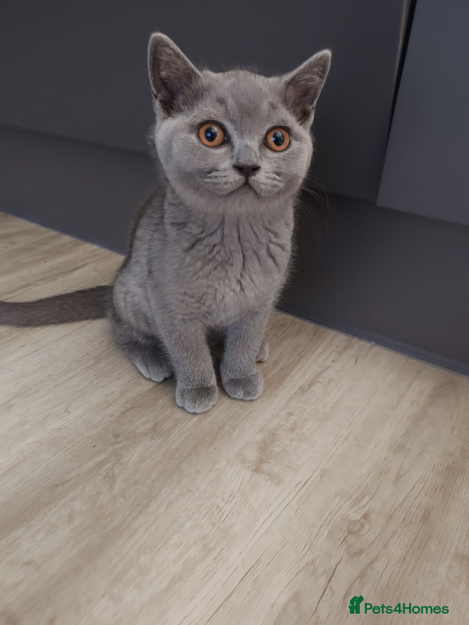 British Shorthair cats British shorthair  - Advert 1