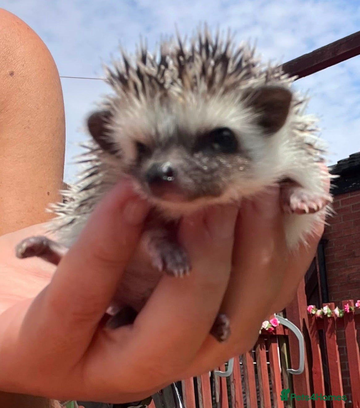 Pygmy Hedgehog rodents African Pygmy hedgehogs  - Advert 15