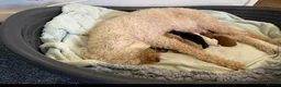 Australian Labradoodle dogs for sale: Snowys Australian labradoodles(reservation’s open) - Advert 6