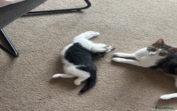 Mixed Breed cats for sale: Two beautiful boys ready for a new home  - Image 7