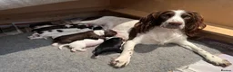 Sprollie dogs for sale: Sprollie Puppies For Sale in Chichester - Advert 4