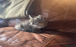 British Shorthair cats for sale: *One Gorgeous Tabby Girl Left* - Image 5