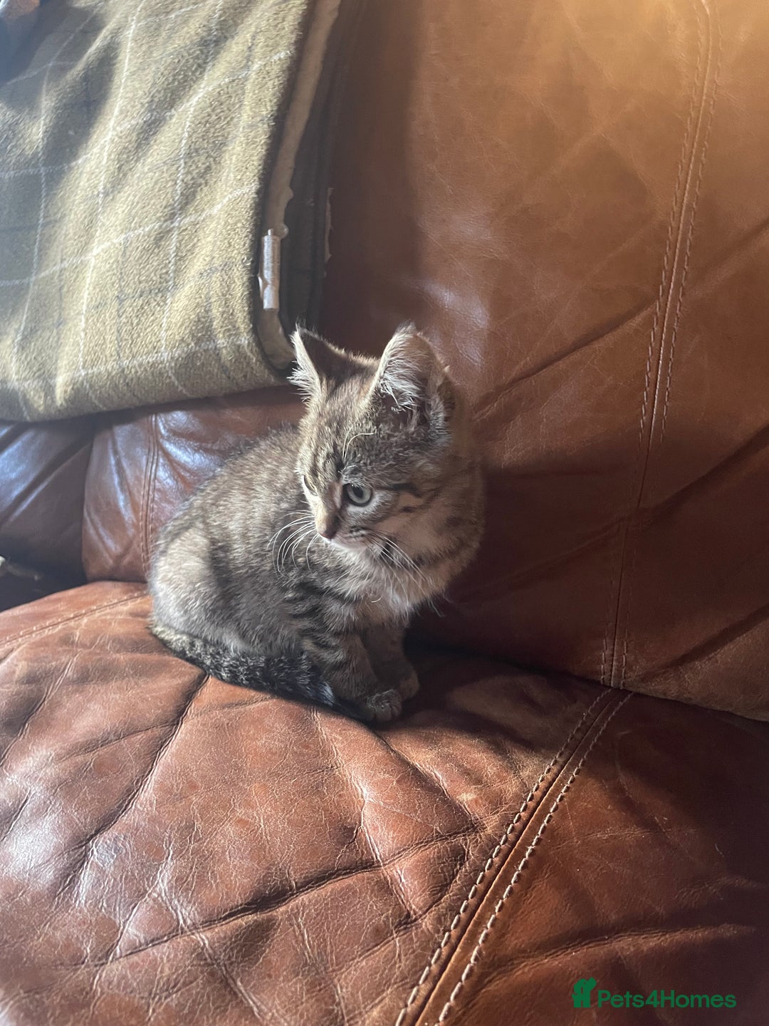 British Shorthair cats for sale: *One Gorgeous Tabby Girl Left* - Image 5
