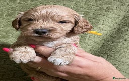 Cockapoo dogs for sale: F1 Cockapoo puppies  - Image 1